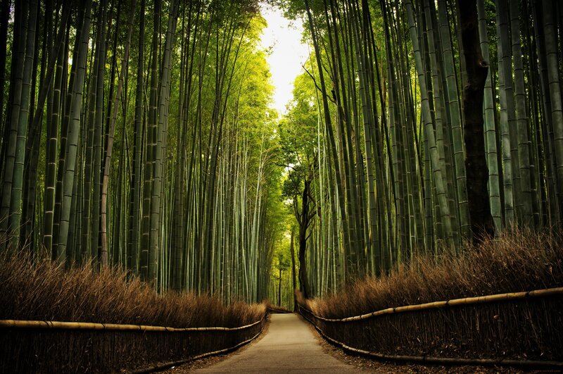 Bamboo Forest Path — Green, Serene, Afternoon, Photograph, Trees, Sky