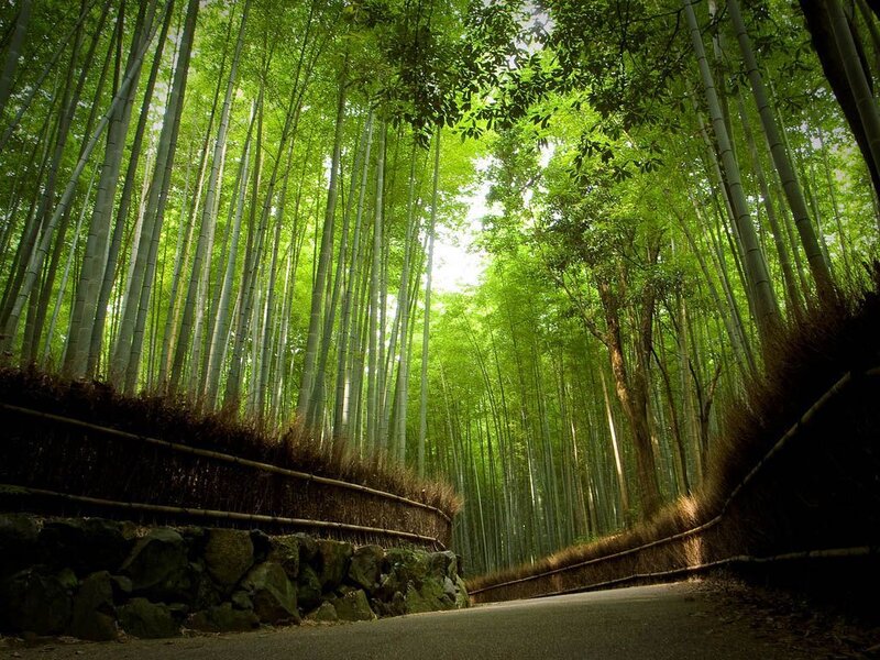 Bamboo Forest Path — Green, Serene, Afternoon, Photograph, Trees, Stone Wall