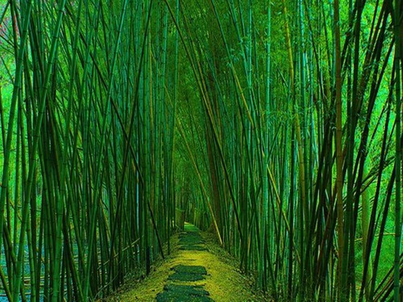 Bamboo Forest Path — Green, Serene, Afternoon, Photograph, Trees