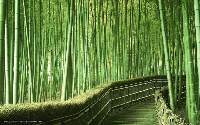 Bamboo Forest Path — Green, Serene, Afternoon