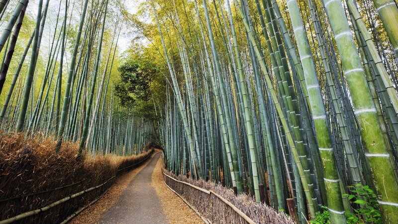 Bamboo Forest Path — Green, Serene, Autumn, Photograph