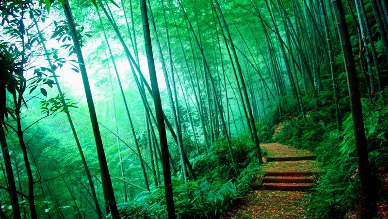 Bamboo Forest Path — Green, Serene, Morning, Photograph, Stairs, Fog