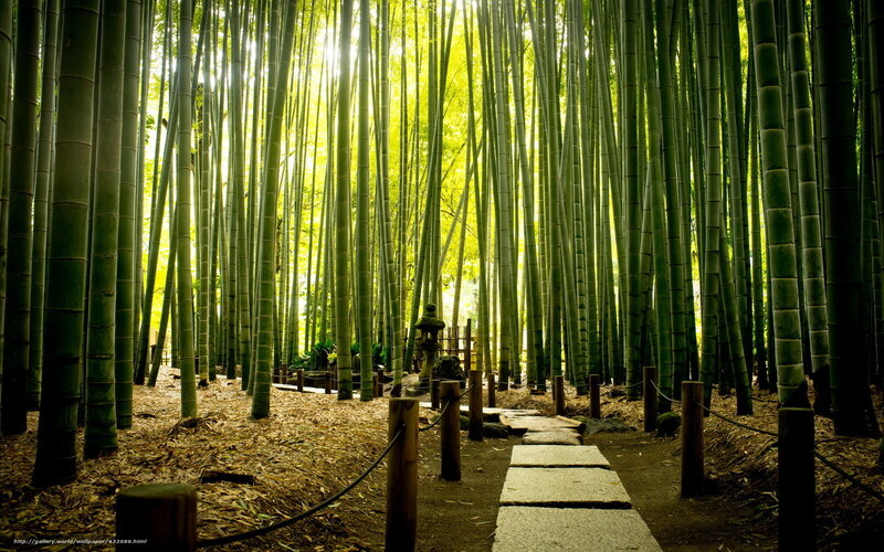 Bamboo Forest Path — Green, Serene, Morning, Photograph, Stone Steps