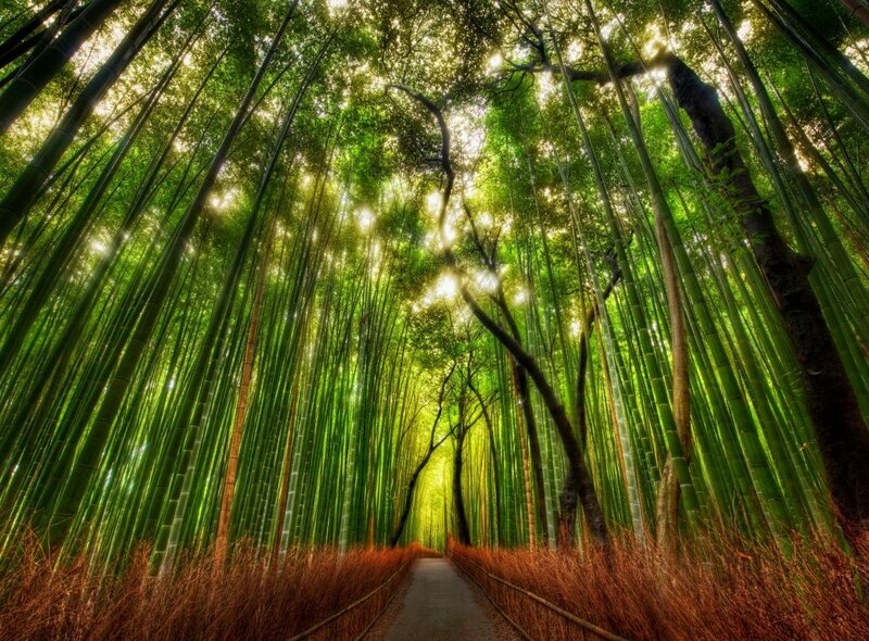 Bamboo Forest Path — Green, Serene, Morning, Photograph