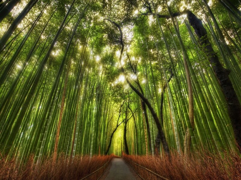 Bamboo Forest Path — Green, Serene, Morning, Photograph, Trees, Sunlight