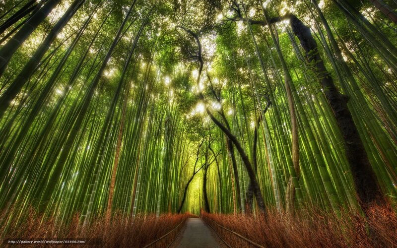 Bamboo Forest Path — Green, Serene, Morning