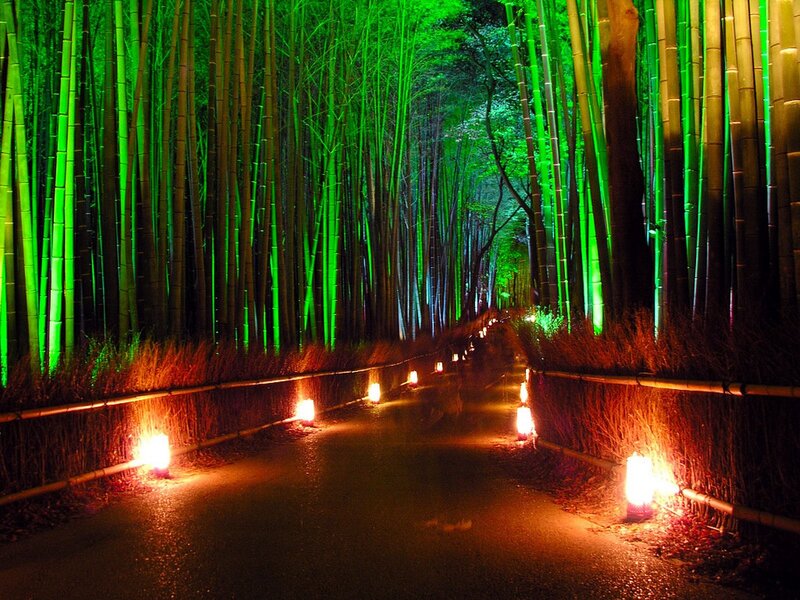 Bamboo Forest Path — Green, Serene, Night, Photograph