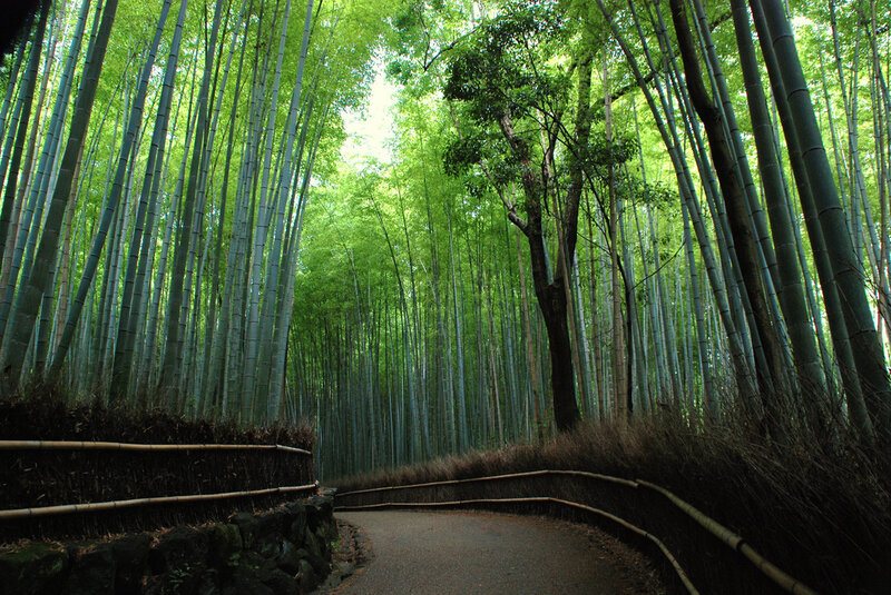 Bamboo Forest Path — Green, Serene