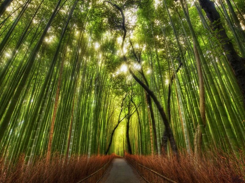 Bamboo Forest Path — Green