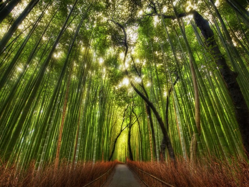 Bamboo Forest Path — Green, Trees