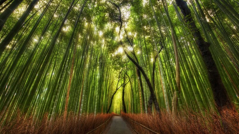 Bamboo Forest Path — Serene