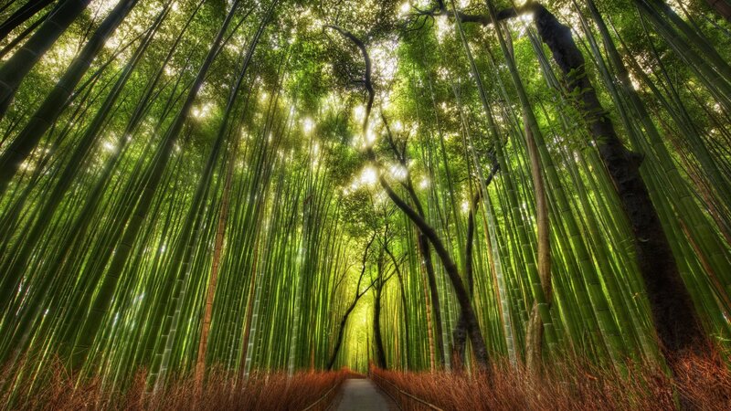 Bamboo Forest Path — Sunlight