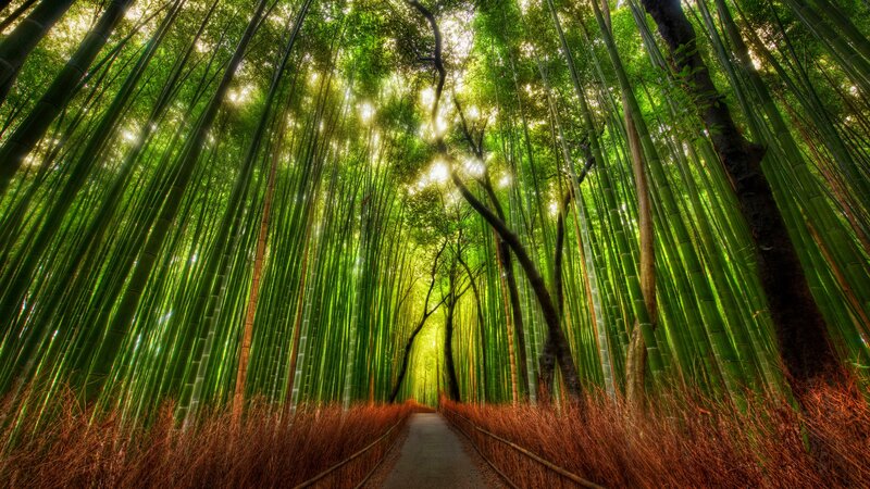 Bamboo Forest Path — Trees