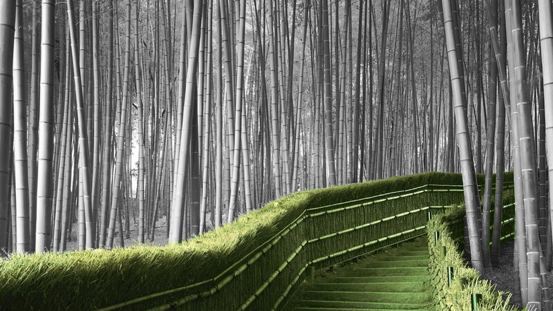 Bamboo forest pathway