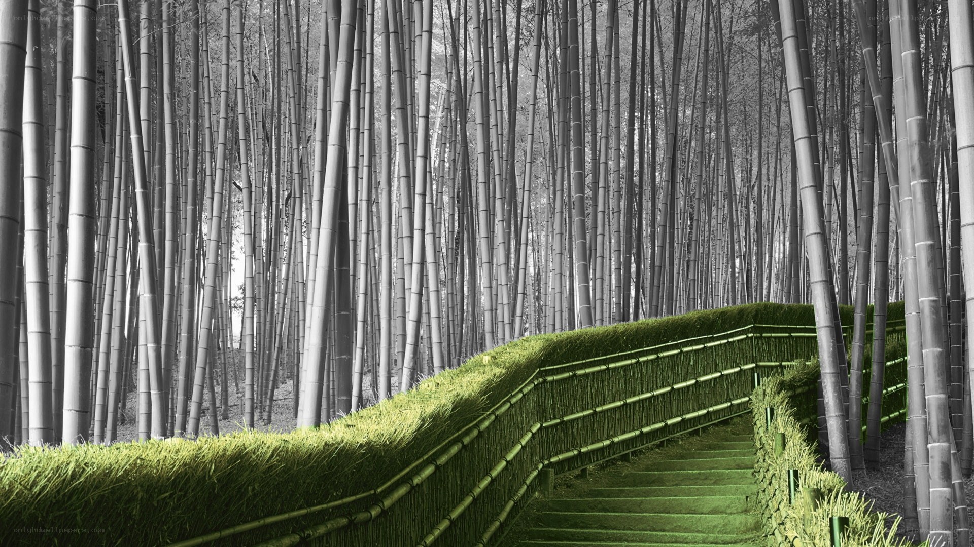 Bamboo forest pathway