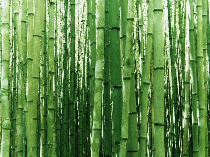 Bamboo Forest — Photograph