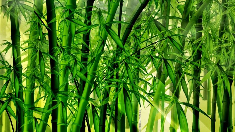 Bamboo forest scene