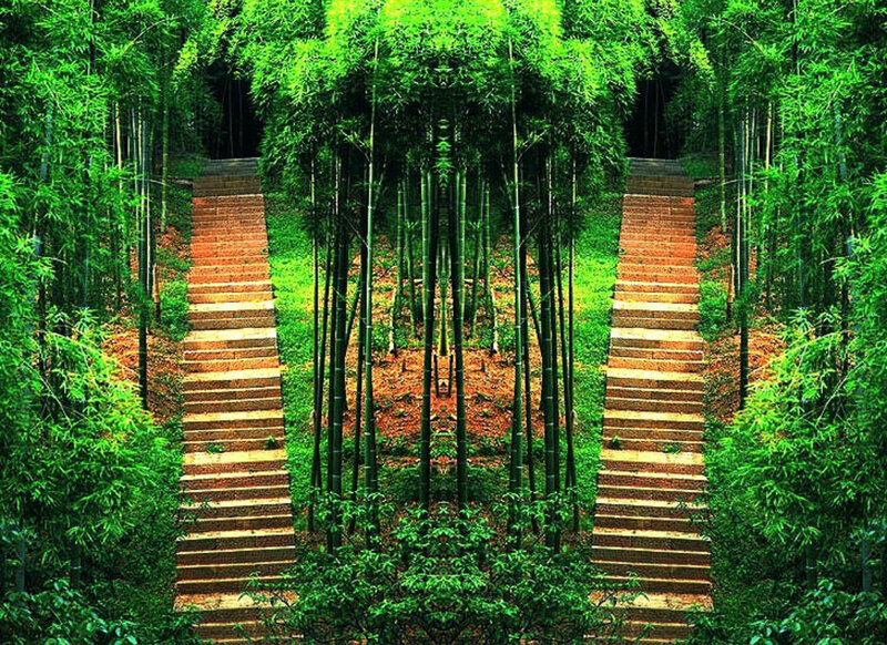 Bamboo Forest Stairs