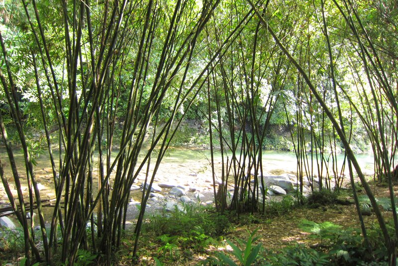Bamboo Forest Stream
