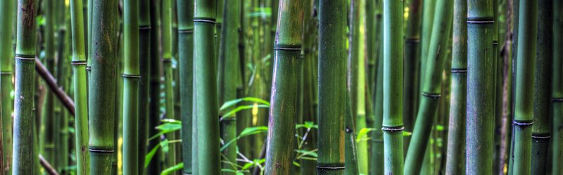 Bamboo Forest — Trees