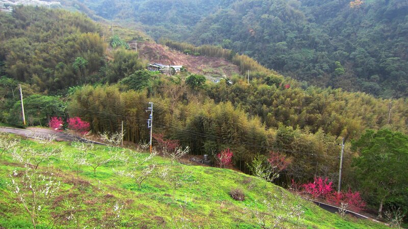 Bamboo Forest Valley