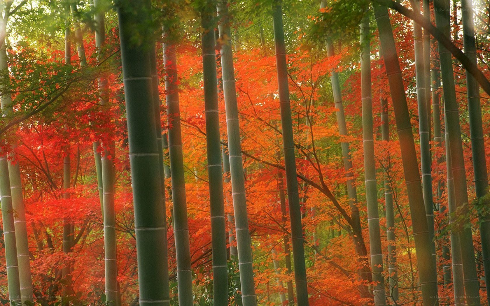 Bamboo forest with autumn foliage