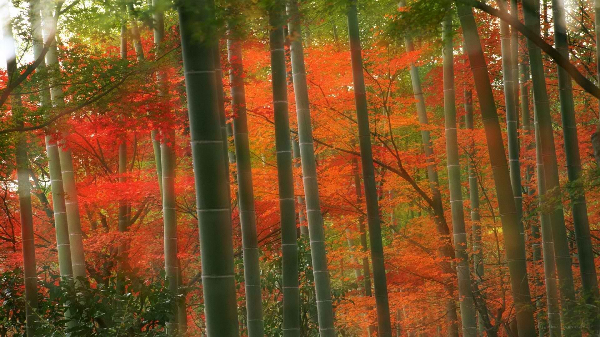 Bamboo forest with autumn leaves