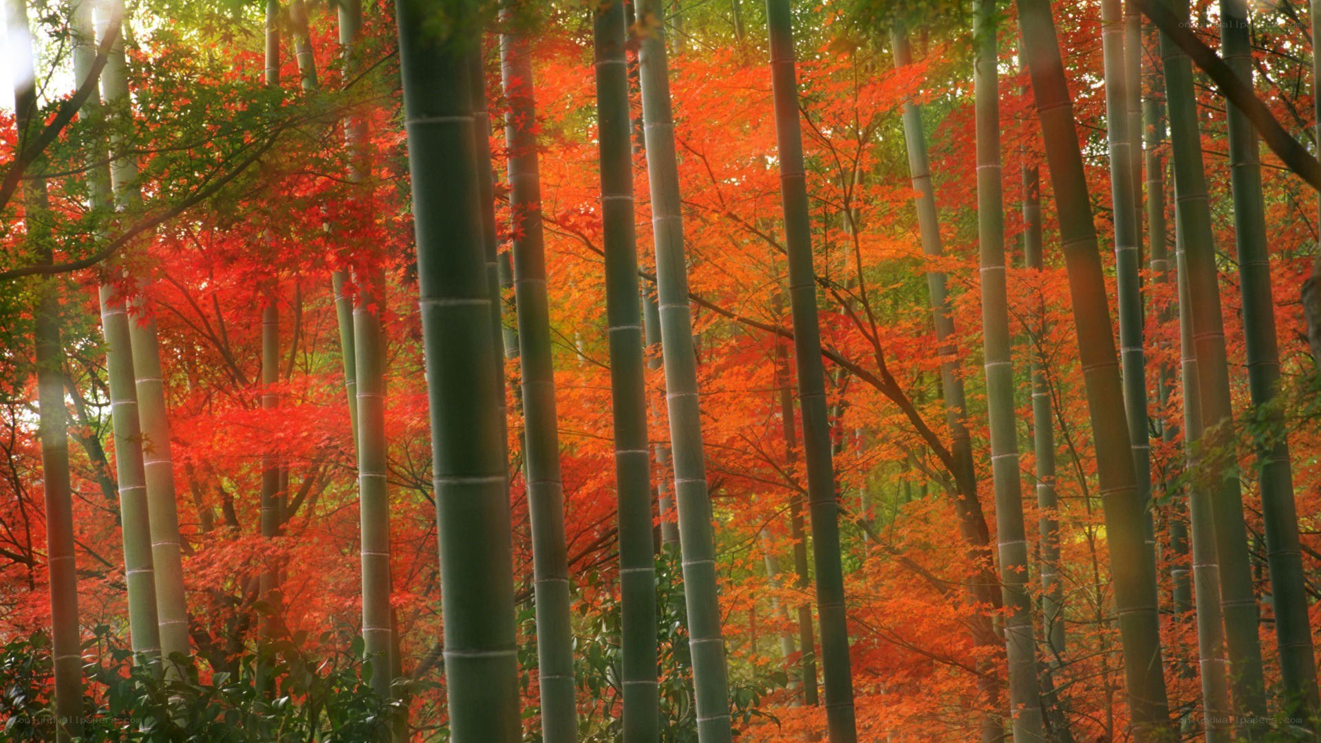 Bamboo forest with autumn leaves