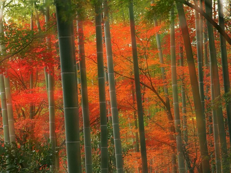 Bamboo Forest with Autumn Leaves — Green, Serene