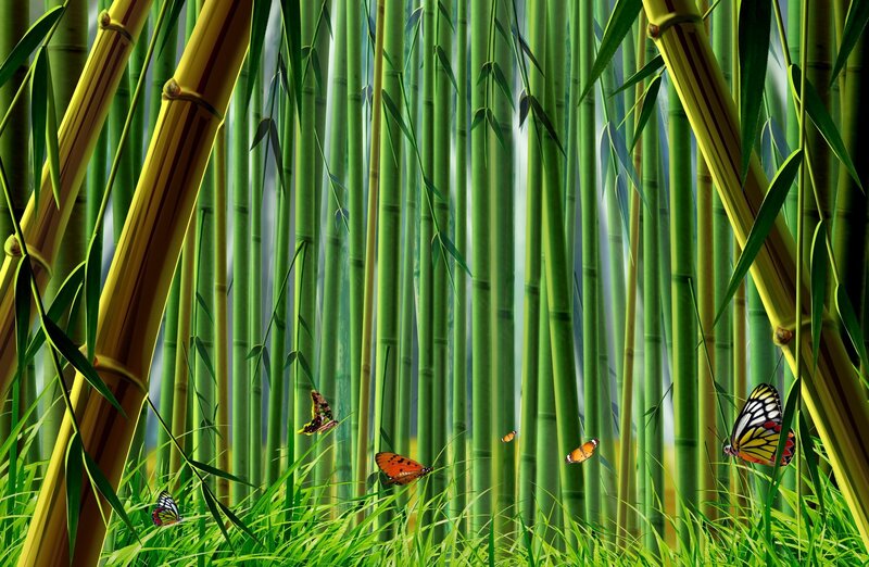 Bamboo forest with butterflies