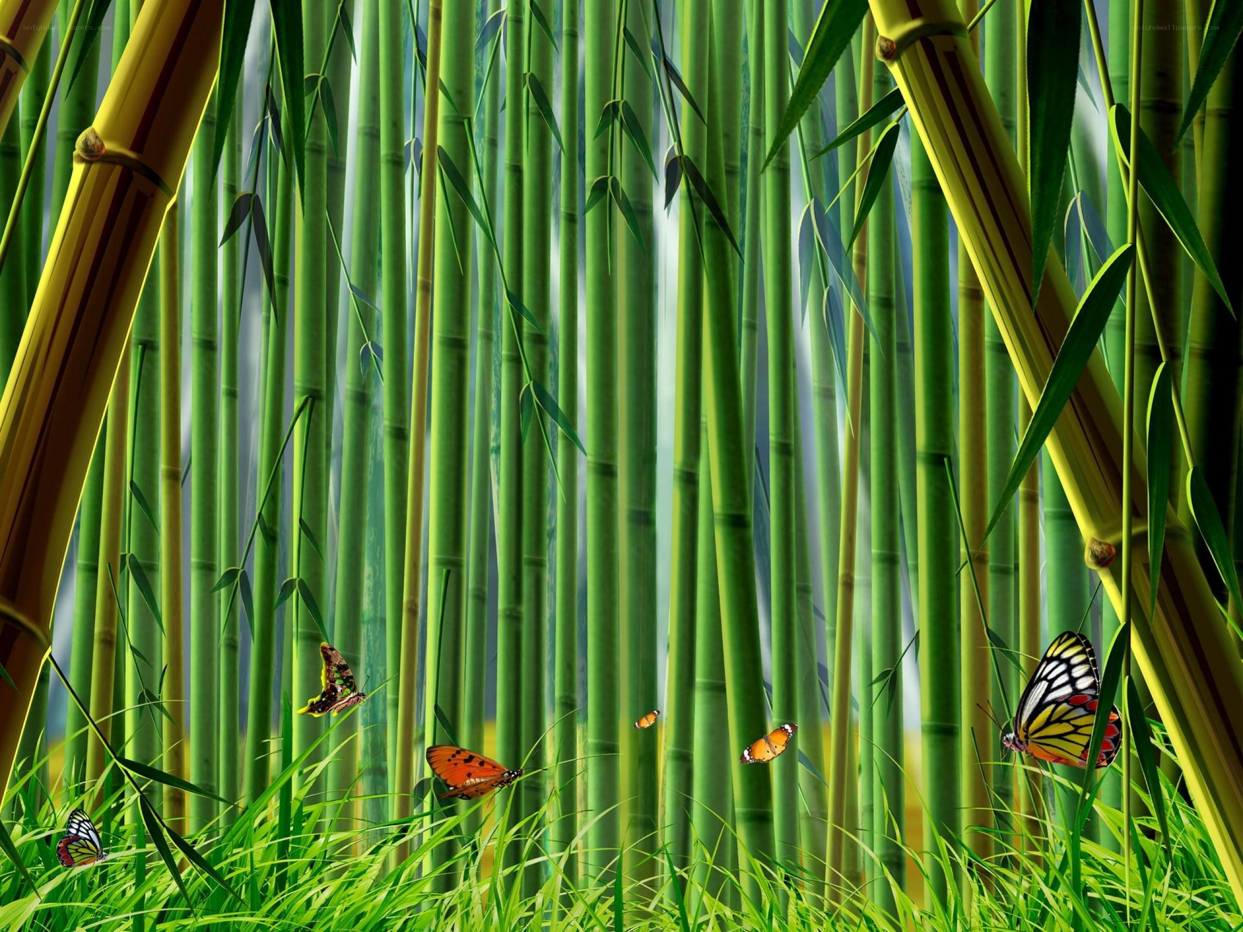 Bamboo forest with butterflies