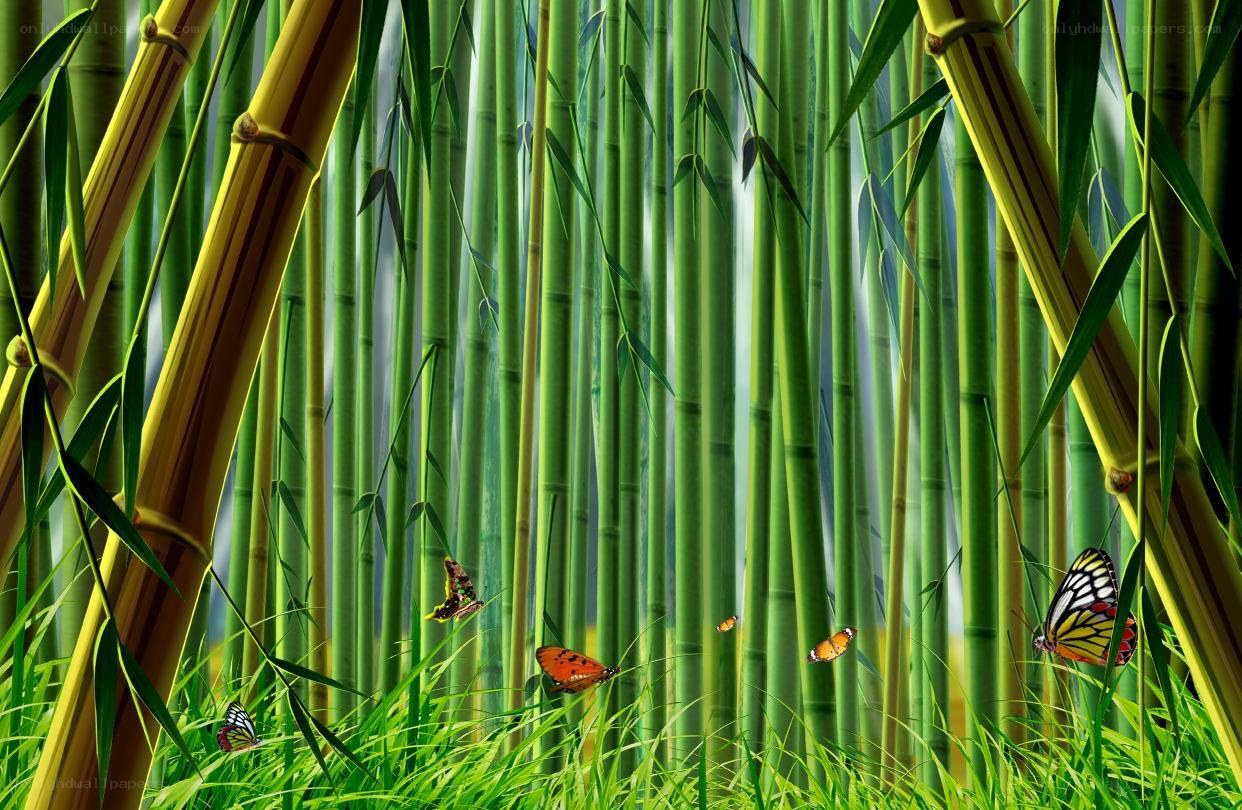 Bamboo forest with butterflies