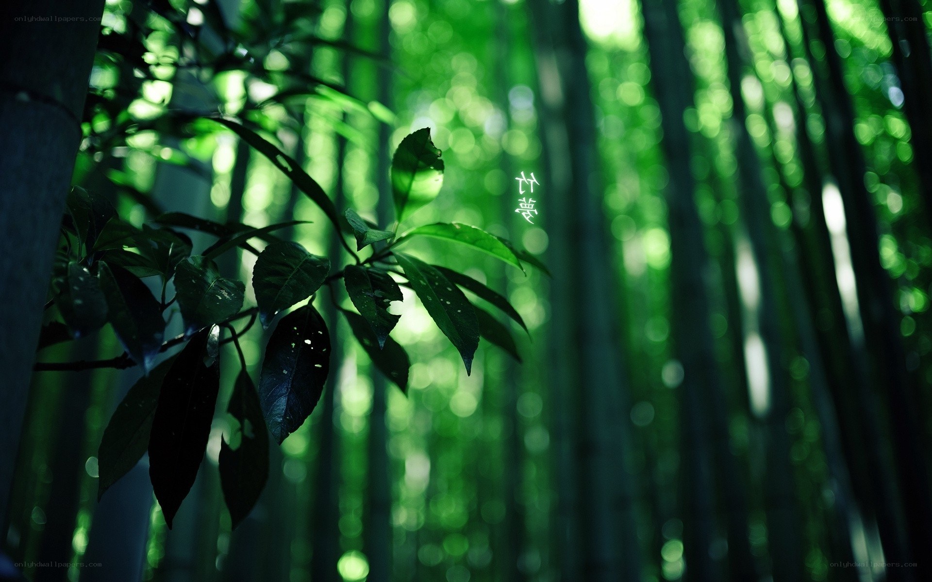 Bamboo forest with green leaves