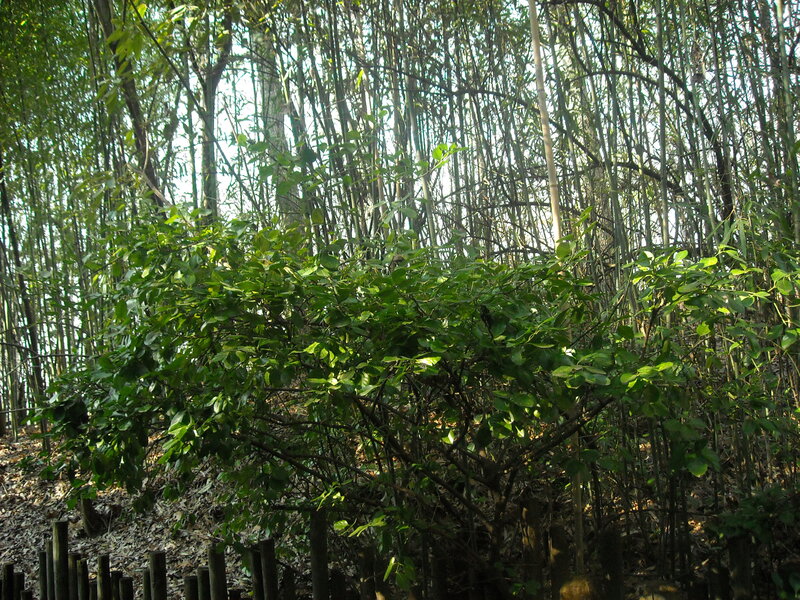 Bamboo forest with green shrub