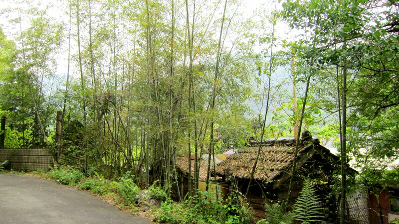 Bamboo Forest with Hut