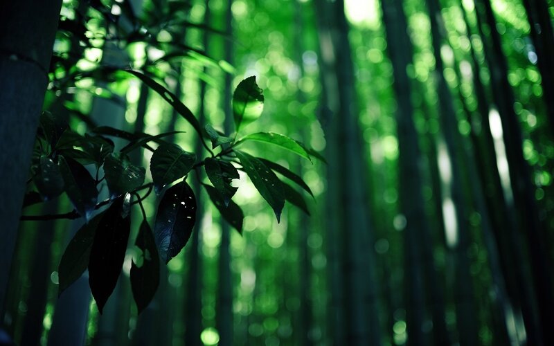 Bamboo Forest with Leaves — Green, Serene