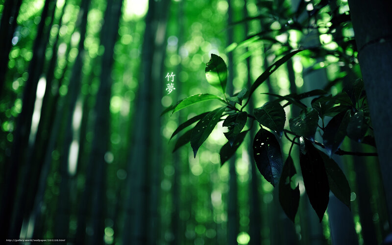 Bamboo Forest with Leaves — Green
