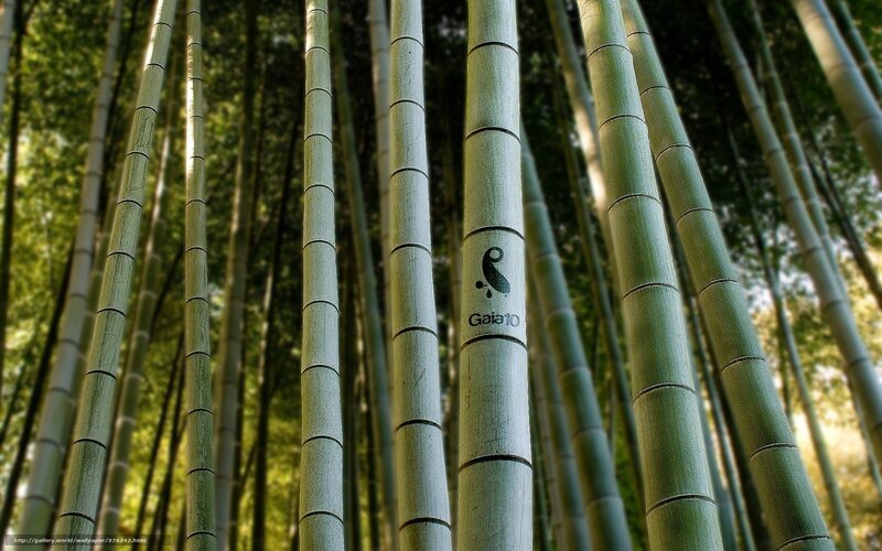 Bamboo forest with logo