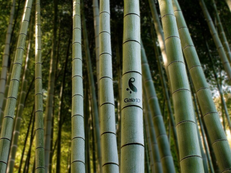 Bamboo forest with logo