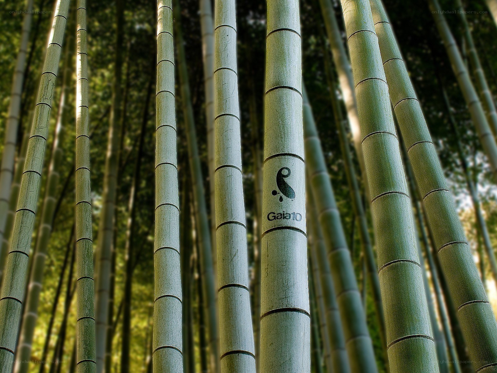 Bamboo forest with logo