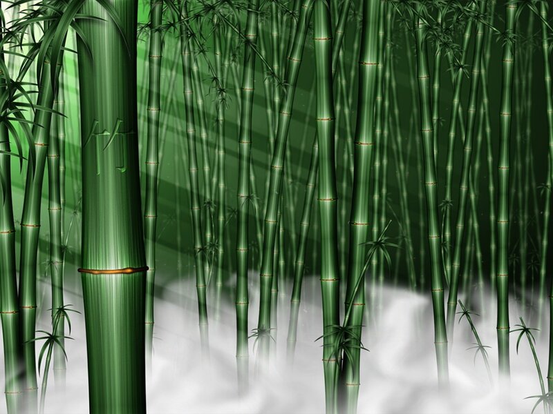 Bamboo forest with mist