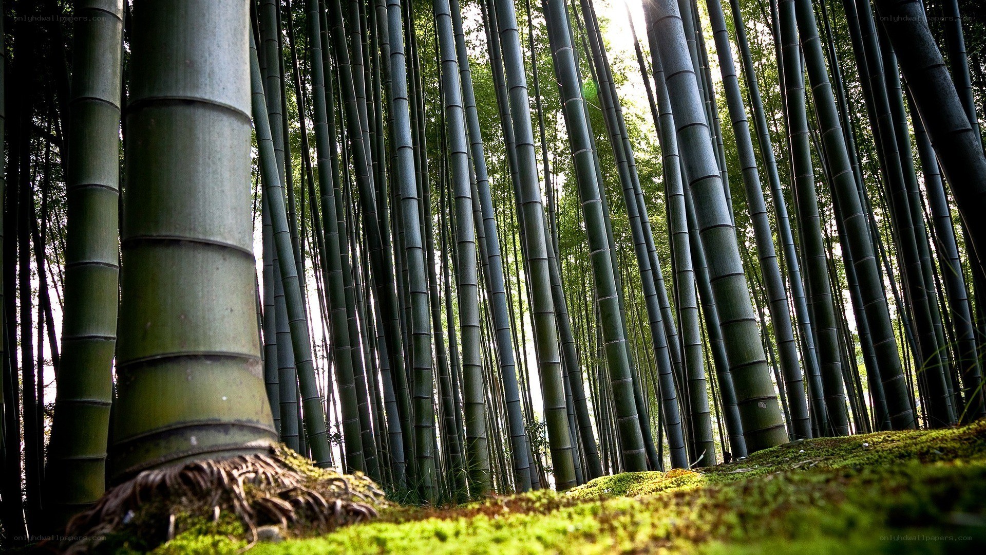 Bamboo forest with mossy ground