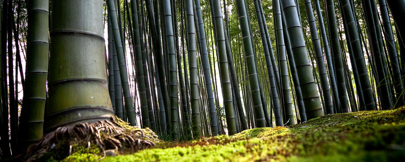 Bamboo forest with mossy ground