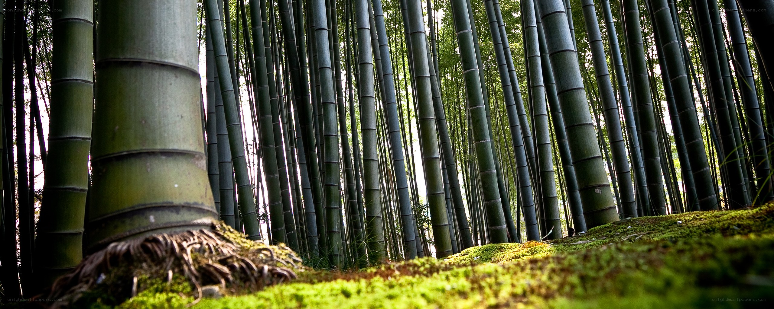 Bamboo forest with mossy ground