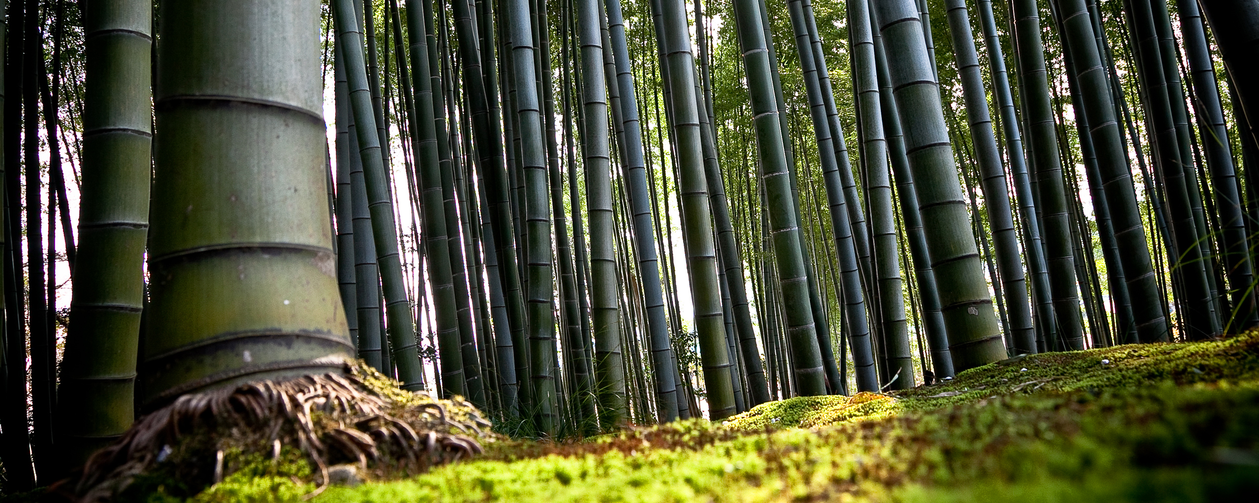 Bamboo forest with mossy ground