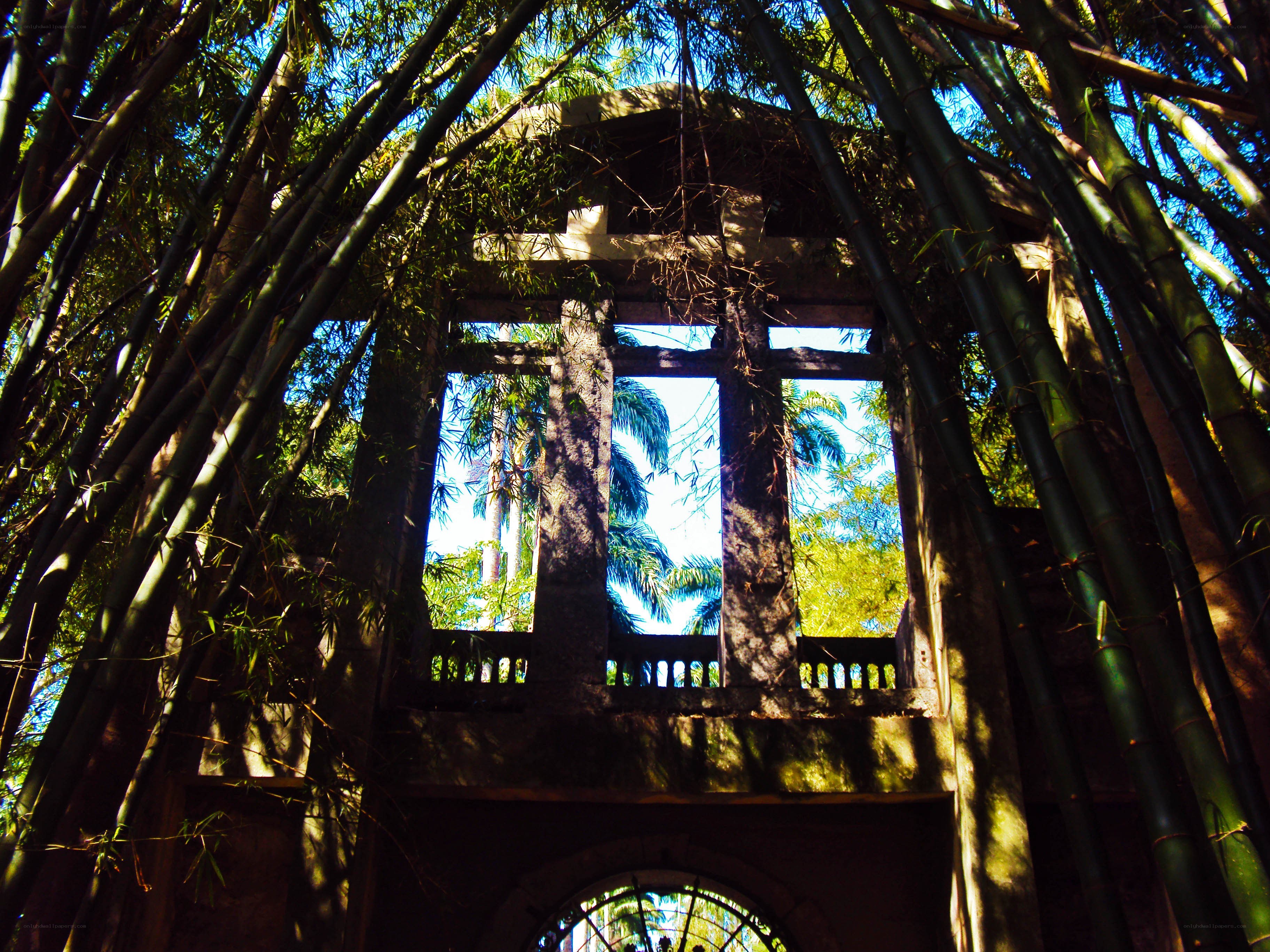 Bamboo forest with stone structure
