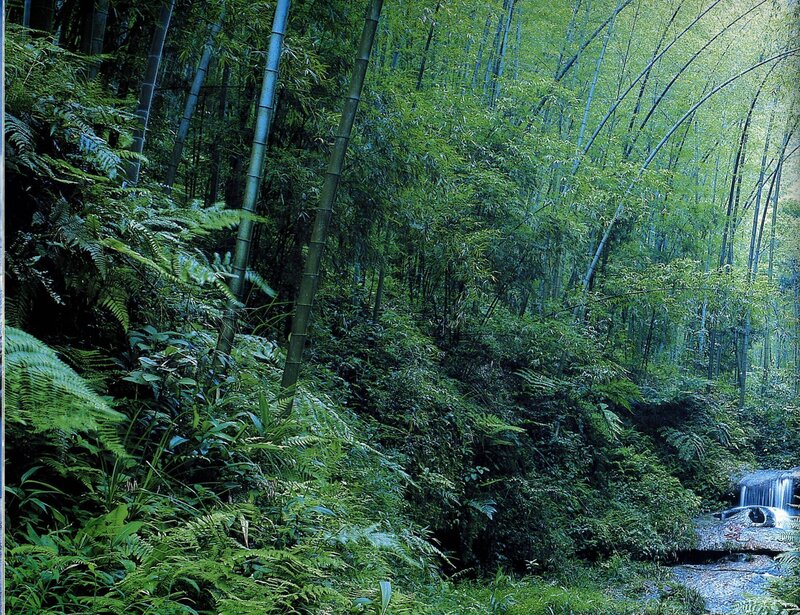 Bamboo forest with stream