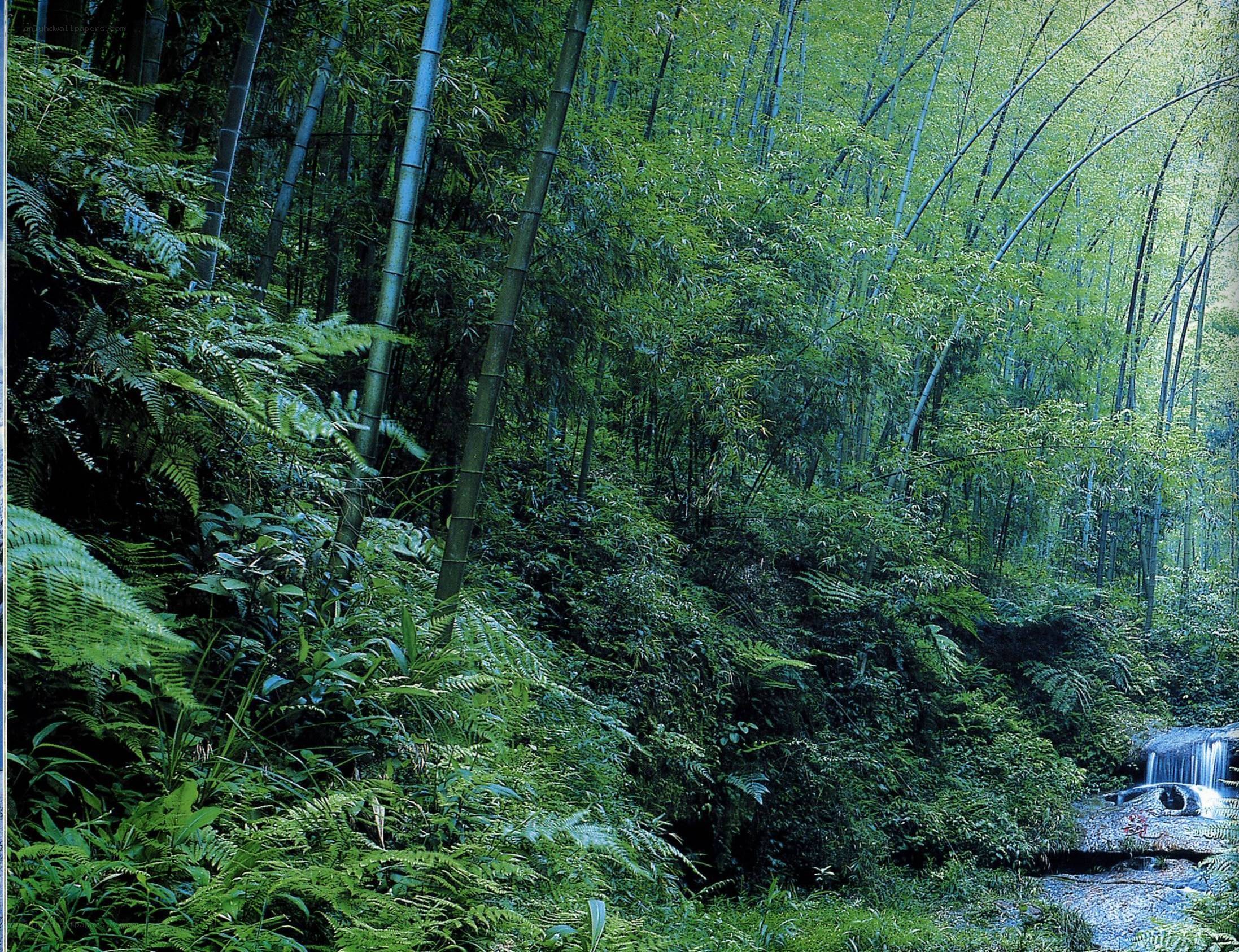 Bamboo forest with stream