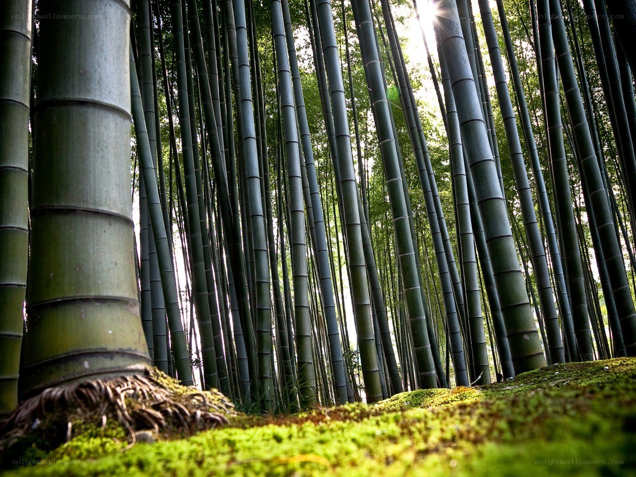Bamboo forest with sunlight