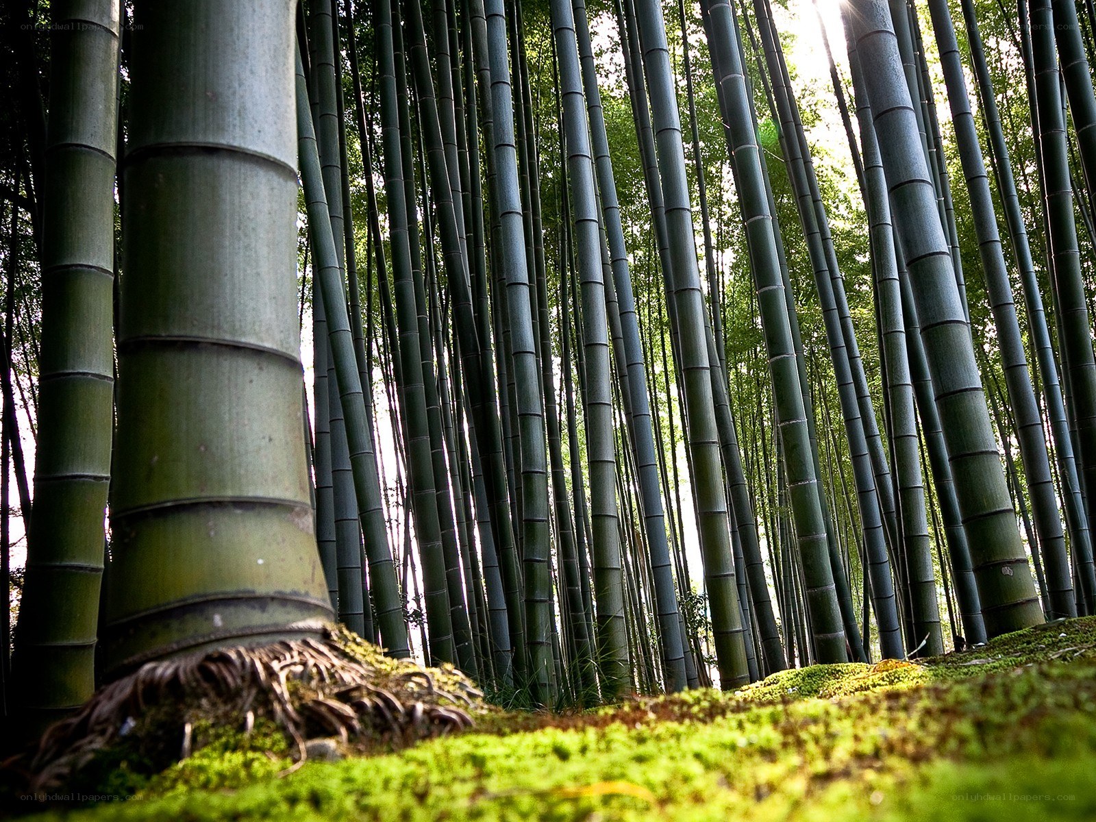 Bamboo forest with sunlight